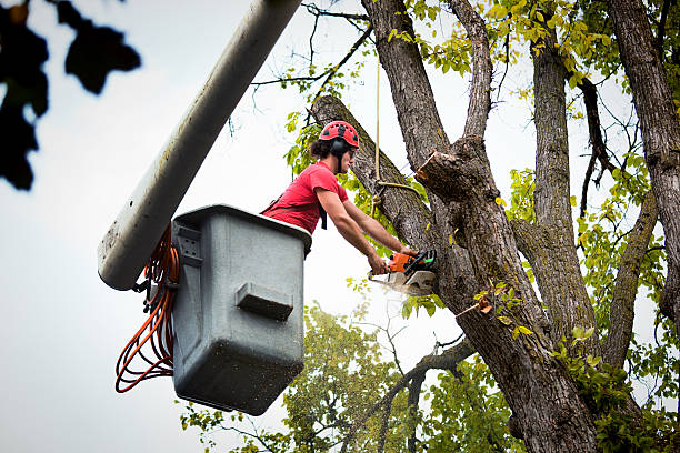 Best Tree Pruning Services  in Osage Beach, MO